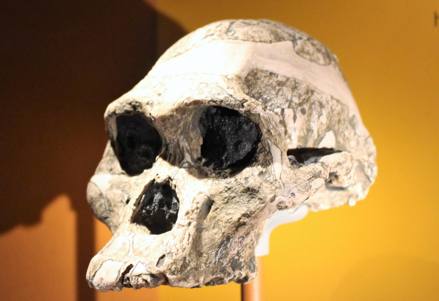 Mrs Ples · Australopithecus africanus museum display · Emőke Dénes · CC BY-SA 4.0 Side view of the Mrs Ples Australopithecus africanus skull on museum display.