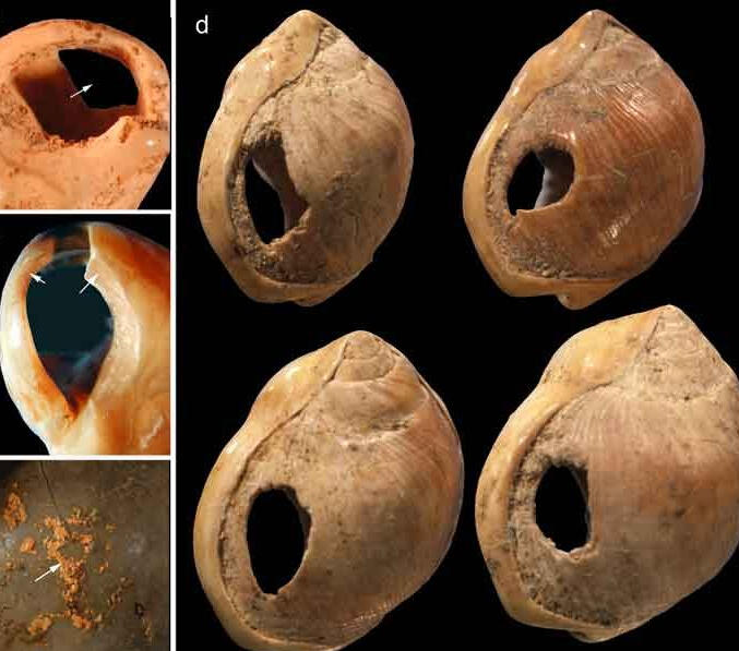 Perforated shell beads from Blombos Cave. Ornaments illustrate prehistoric material culture; the image alone does not establish a trade route.