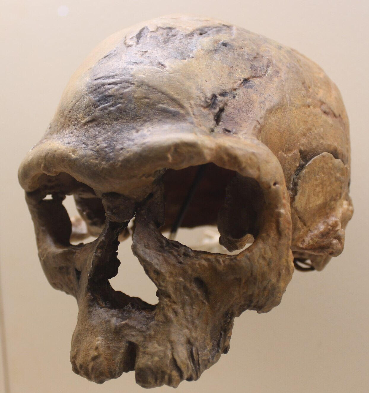 Jebel Irhoud 1 skull cast · Smithsonian display · Jonathan Chen · CC BY-SA 4.0 Museum cast of the early Homo sapiens skull Jebel Irhoud 1.